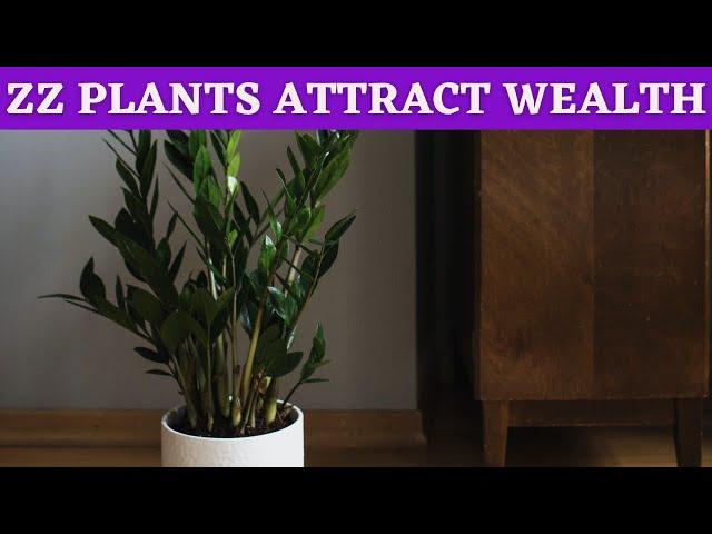 ZZ plant benefits at home feng shui tips