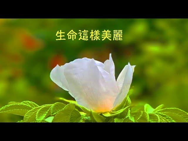 周兆祥：生命這樣美麗  ------ 祥哥講生命啟悟 101