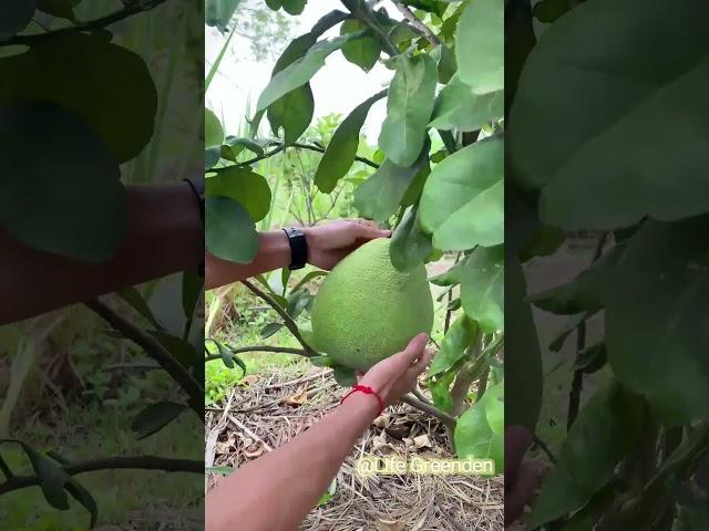 Giant Grapefruit Harvest  #FruitPicking#fruit #garden #diy #satisfying #plants #viralvideo #nature