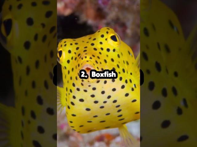 Top 5 Most Venomous Fish #animals #science #sea