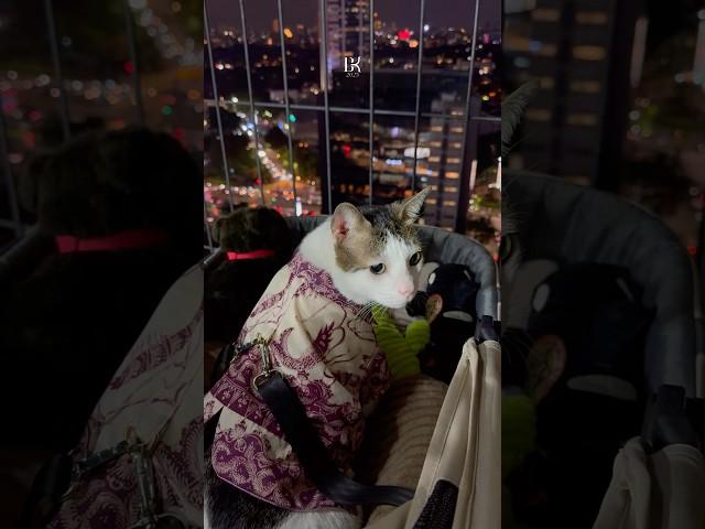 Kemarin, setelah beberapa meeting penting dan penting dikit.. #bobbykertanegara #cat #prabowo #pets