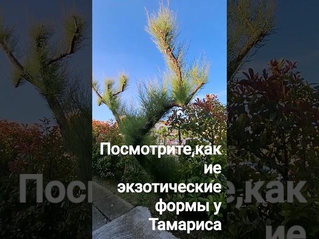 Лики города.