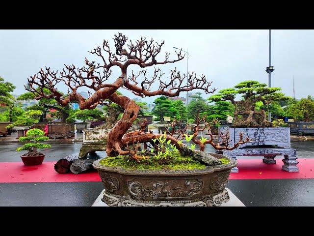 Đội mưa xem Cây gặp tp Ổi bonsai quá đẹp!