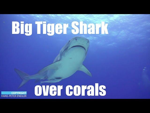 Dive Bahamas #08 - Big Tiger Sharks over corals  - Hans-Peter Endler