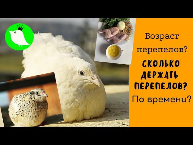 Возраст перепелов. Сколько держать перепелов по времени?