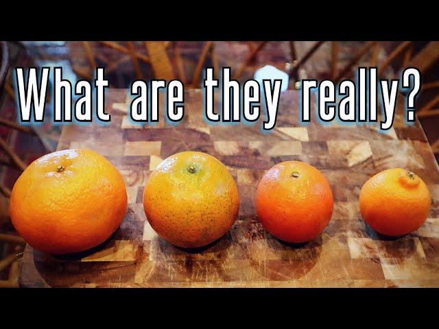 MANDARINS are Different Things - Comparing Clementines, Tangerines & Satsumas- Weird Fruit Explorer