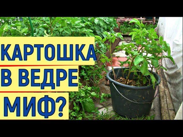 Выращивание картошки в ведре  Эксперимент