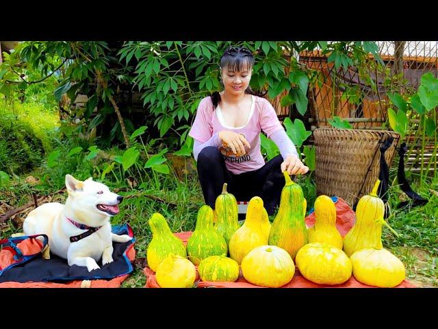 Harvesting Green Squash Goes To Market Sell - Vegetable Gardening | New Free Bushcraft