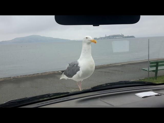 Gus the albatross on van knows my face van!! Pigeons on roof aug15 18