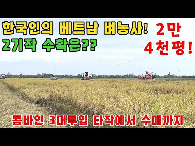 [베트남벼농사] 한국인의 베트남시골 벼농사 2기작 타작과수매 / 하늘이 내편아니네~(kiengiangtv)