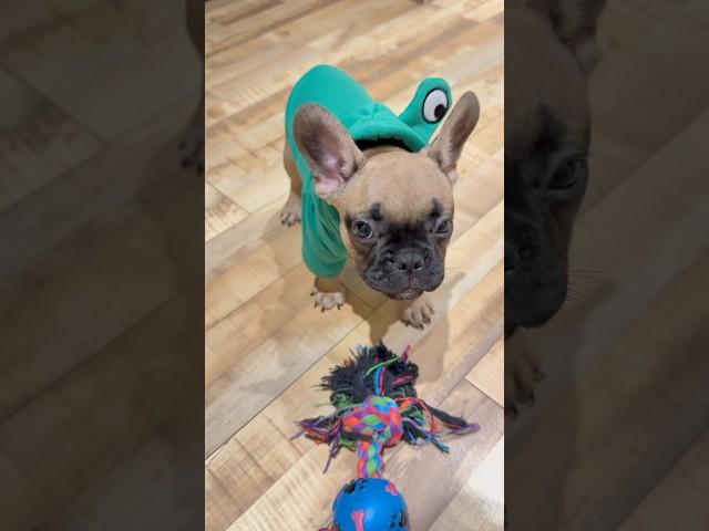 Лукас французский бульдог  #shotrs #frenchbulldog #puppy #lucas