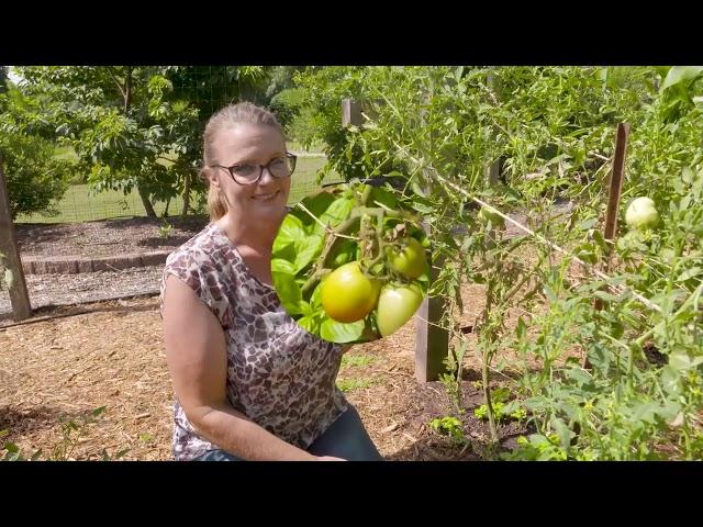 Top 6 Reasons Why Your Tomatoes Look Bad