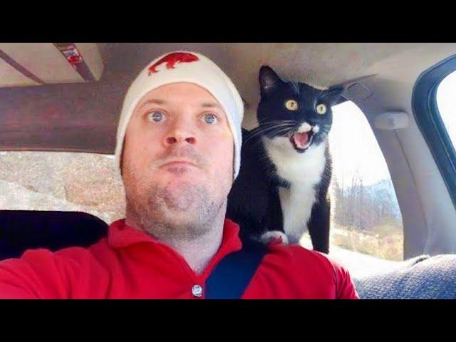 The Most dramatic cats moments ever!  Funny Cat Videos 2025