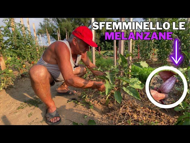 Come tolgo le FEMMINELLE dalle MELANZANE per frutti più GRANDI!