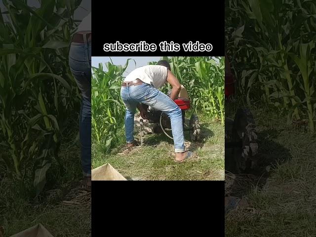 indian farmer corn  #corn  #shortvideo #farming #farmer #shortsfeed #shorts