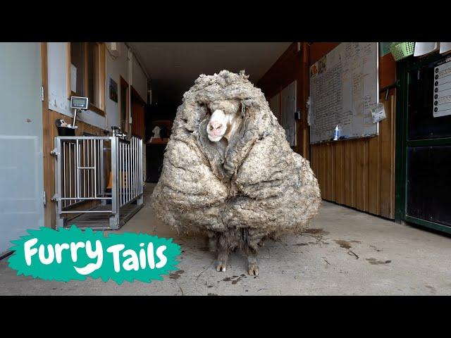 Overgrown Sheep Gets First Shear In Years  | Furry Tails