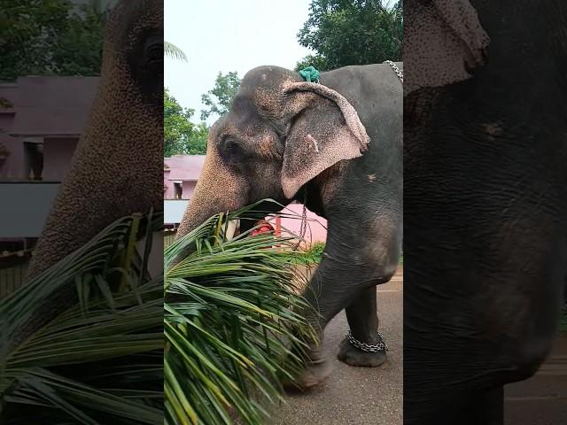 elephant short video | kerala #elephant #elephants