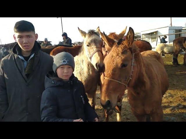 Жылкылардын баасы Токмок мал базары 13.02.2022.