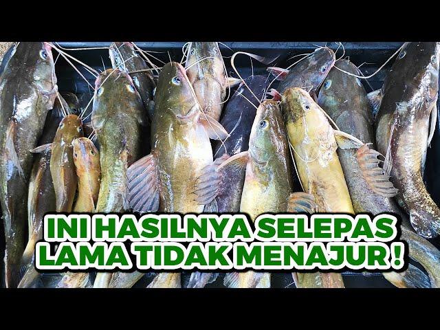 More Asia Catfish! So Satisfied! | Kembali Menajur Ikan Baung eps #265