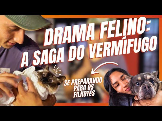 DIA DE VERMIFUGAÇÃO DOS GATOS! | A CASA DOS BICHOS