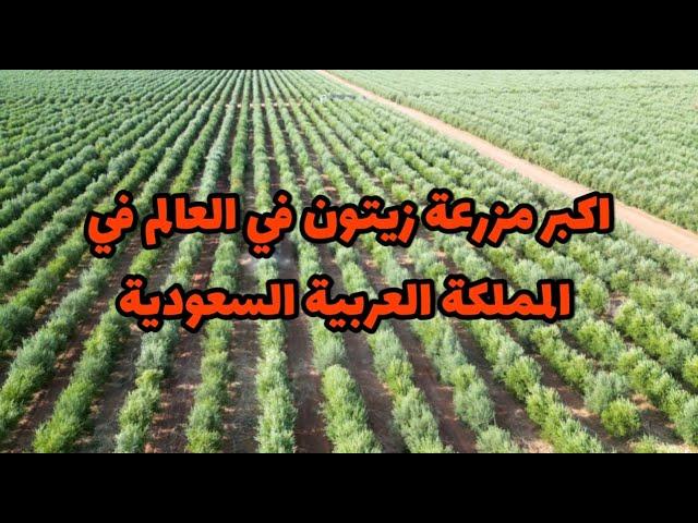 الجوف | كيف انشأت السعودية اكبر مزرعة زيتون في العالم