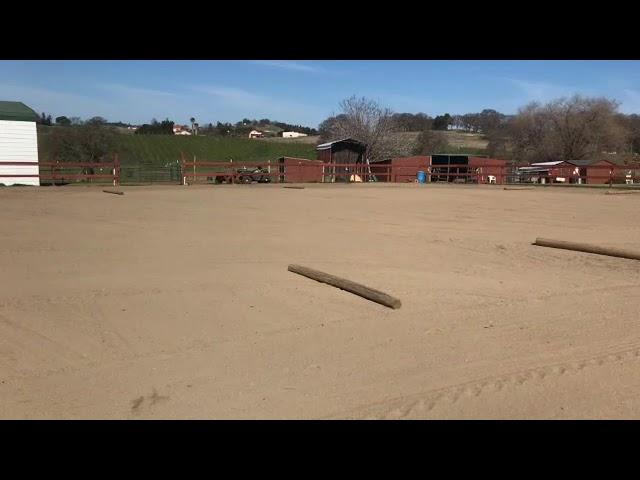 Gaited Horse Training- Pacey Horse - Using Poles