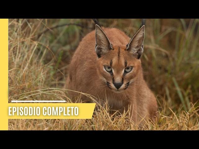 Más allá de Leones y Tigres - Explore el Poderoso Mundo de los Pequeños Felinos | Episodio Completo