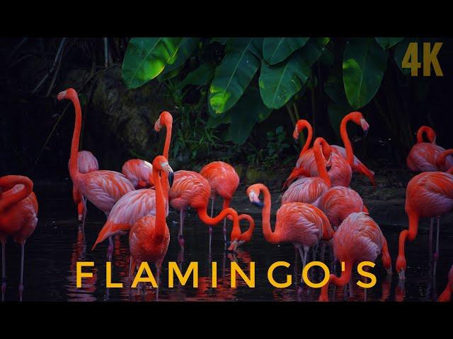 American Flamingo's in Singapore's Jurong Bird Park | Caribbean Flamingo | 4K| Orange Color Flamingo