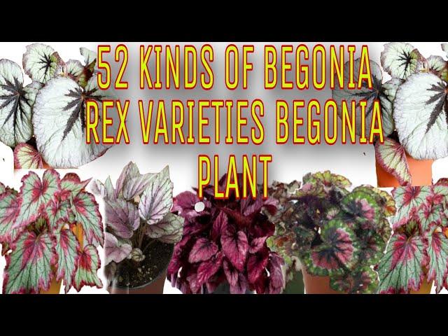 52 KINDS OF BEGONIAS ( REX VARIETIES  BEGONIA PLANT)