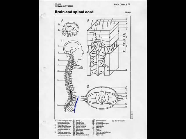 Brain and Spinal cord