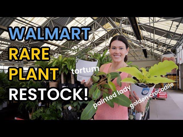 Walmart Rare Plant RESTOCK! NEW Painted Lady Philodendron! Big Box Plant Shopping - Houseplants