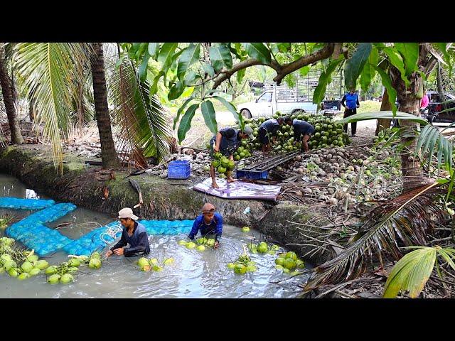 Fruits Heaven! Amazing Hard Workers Cut Fruits Like Ninjas