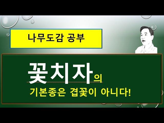 꽃치자의 기본종은 겹꽃이 아니다 : 치자나무 vs 꽃치자