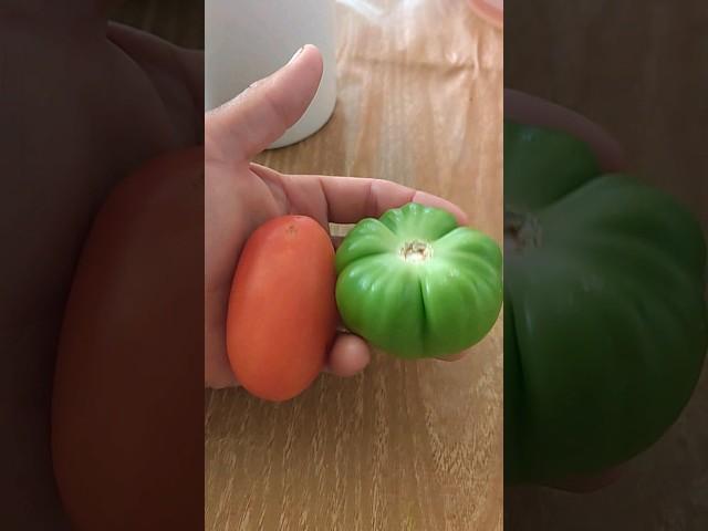 FÁCIL OBTEN TU SEMILLAS DE TOMATE