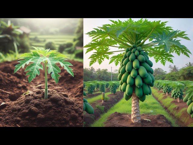 I'm looking to create a new soil for plant propagation | how to grow papaya tree