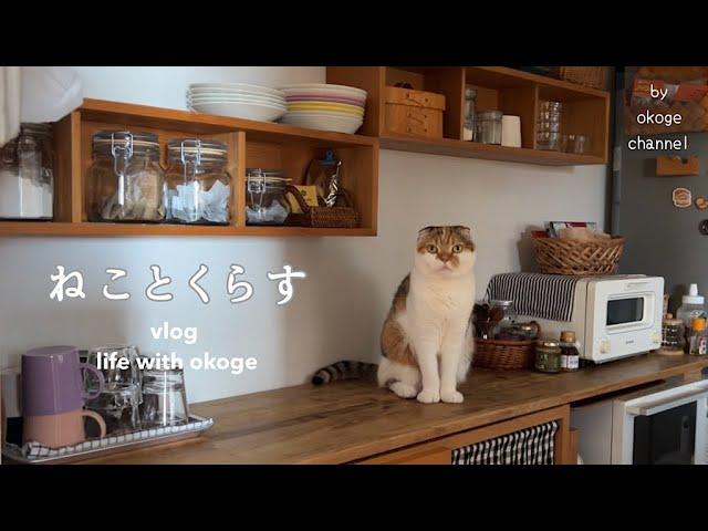 Daily life with cat starting with breakfast/Summer preparation/A little happiness at home(catvlog)