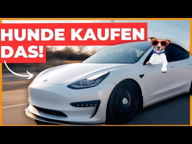 Das hat uns umgehauen  Hunde endlich sicher im Auto  TESLA DOG MODE