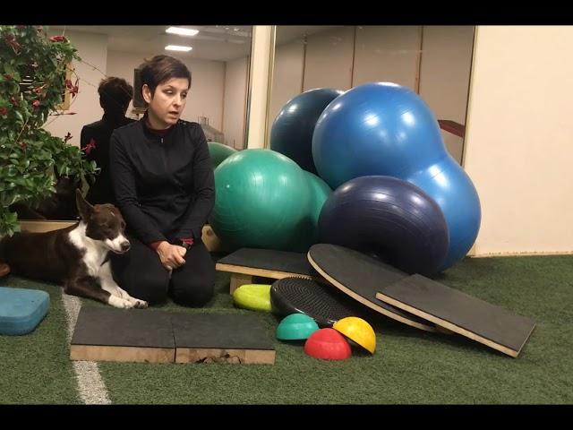 Úvod do DogFitness