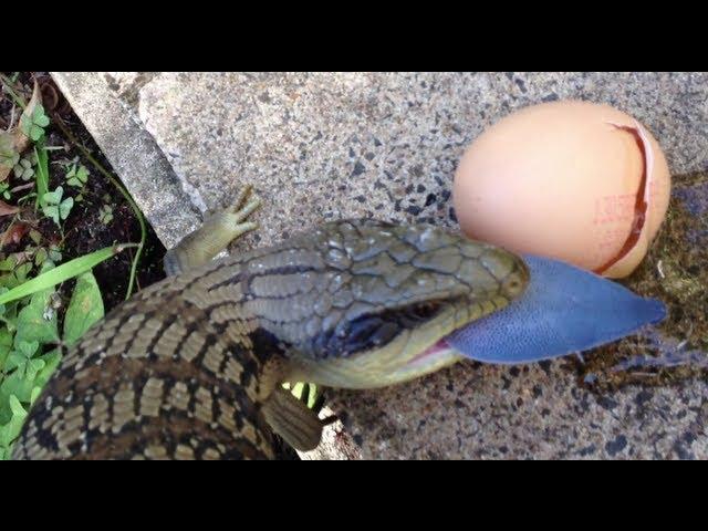 Amazing Expanding Blue-Tongue