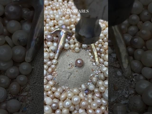 wow,let's see how looks like inside of pearl?#shorts #pearl#jewelry  #pearls#pearljewelry #clam