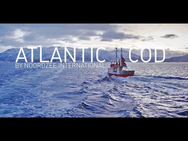 Atlantic Cod by Noordzee International