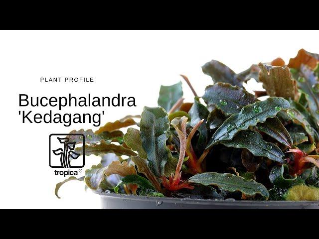 Bucephalandra 'Kedagang'