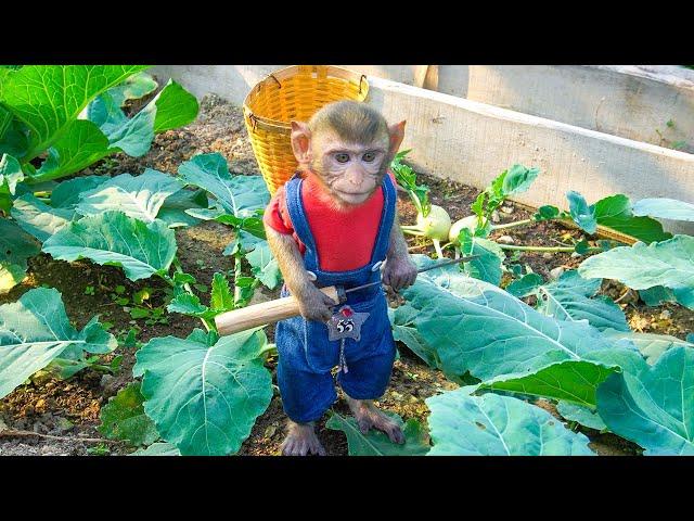 Lovely MiMi works hard on the farm, helping mom harvest a bountiful harvest