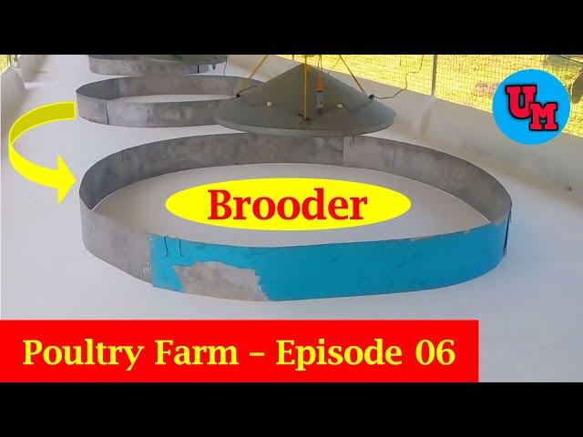 How To Prepare A Brooder For Newly Hatch Chicks | How To Set Up Chick Brooder | Episode 06 | 2022