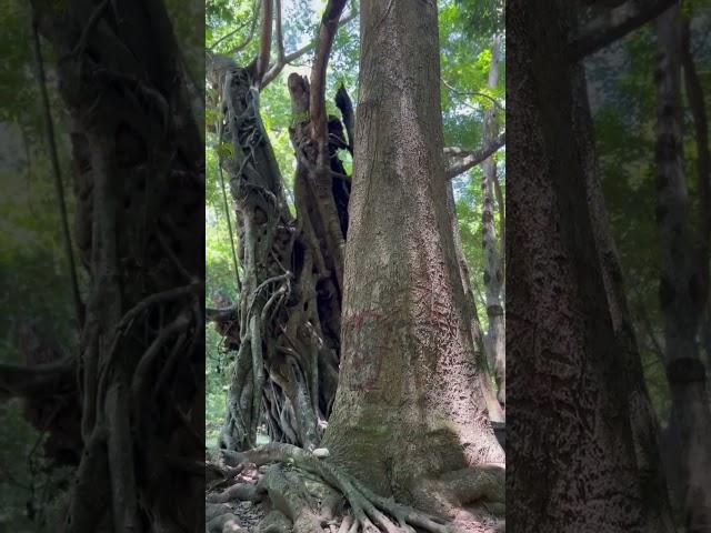BIG TREE