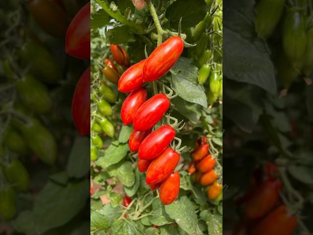 САМЫЕ ВКУСНЫЕ ТОМАТЫ на СЕЗОН 2024