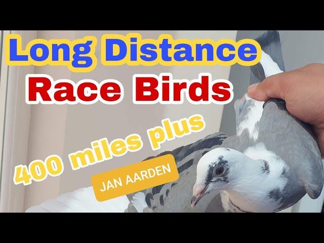 QUICK UPDATE ON OUR LONG DISTANCE RACING PIGEONS|PIGEON RACE UK|YOUNG PIGEONS TRAINING