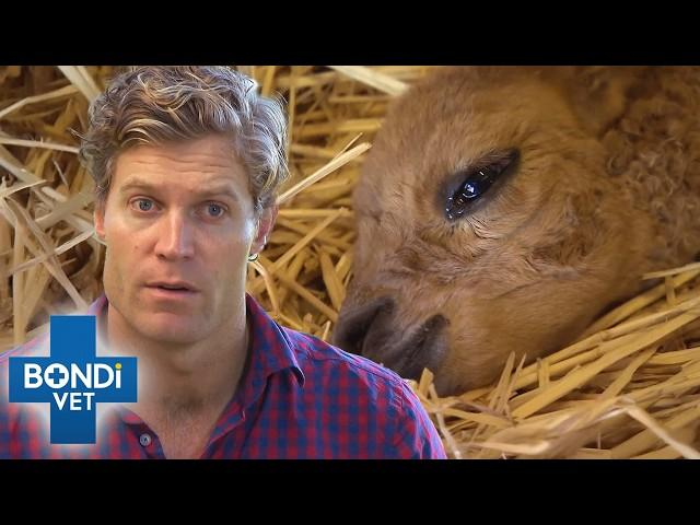 Non-Stop Bondi Vet: 3 Hours of Heartwarming Animal Rescues ️