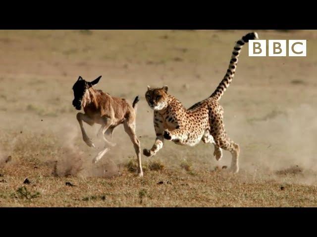 Cheetah chases wildebeest | The Hunt - BBC