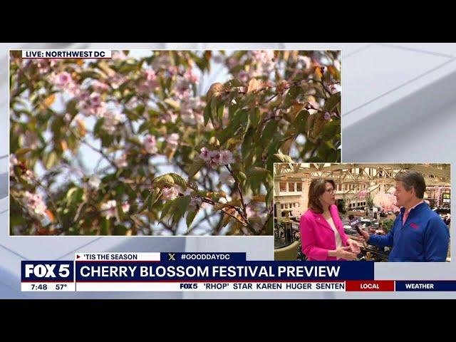 Cherry blossom preview as 2025 peak bloom dates to be revealed